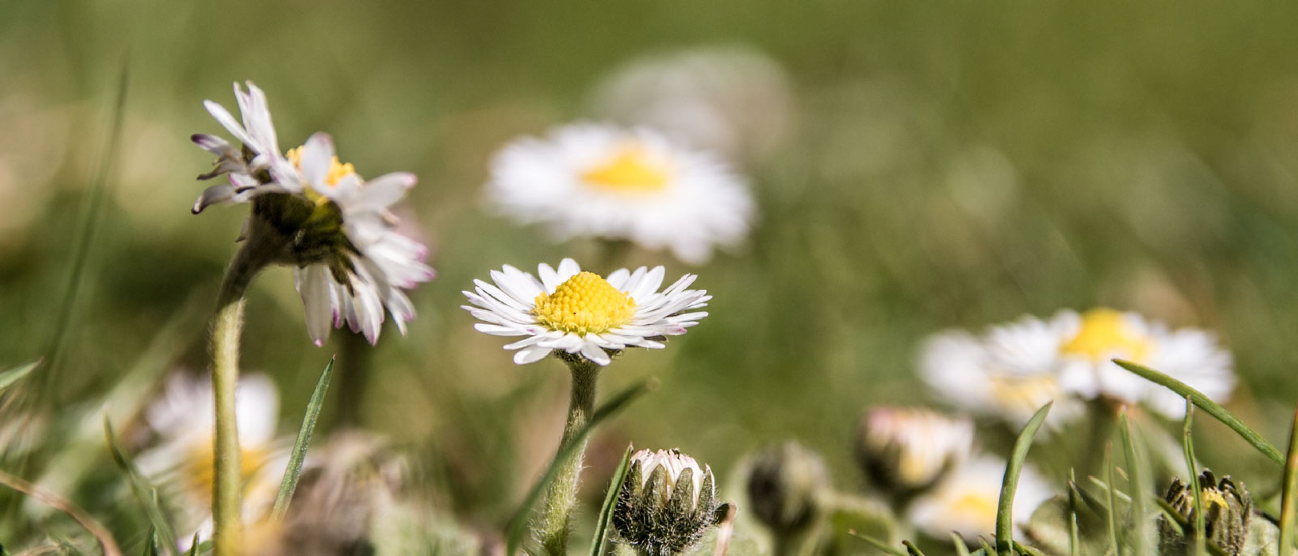 Senta Hoffmann - Rems-Murr-Kreis - Weinstadt- Schnait - Gartengrundstück